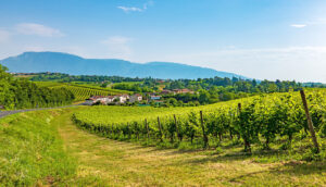 Prosecco wine growing region